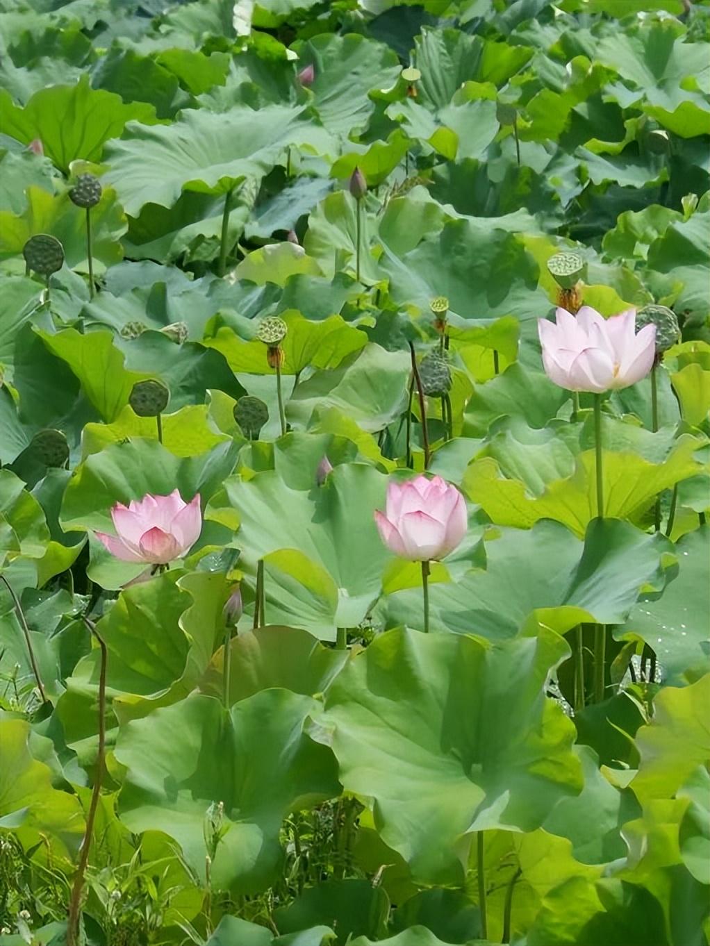 徐望镇举行第十届荷花观赏暨纳凉活动