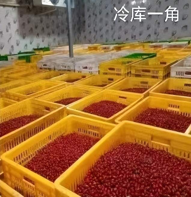 佛坪山茱萸的六十年