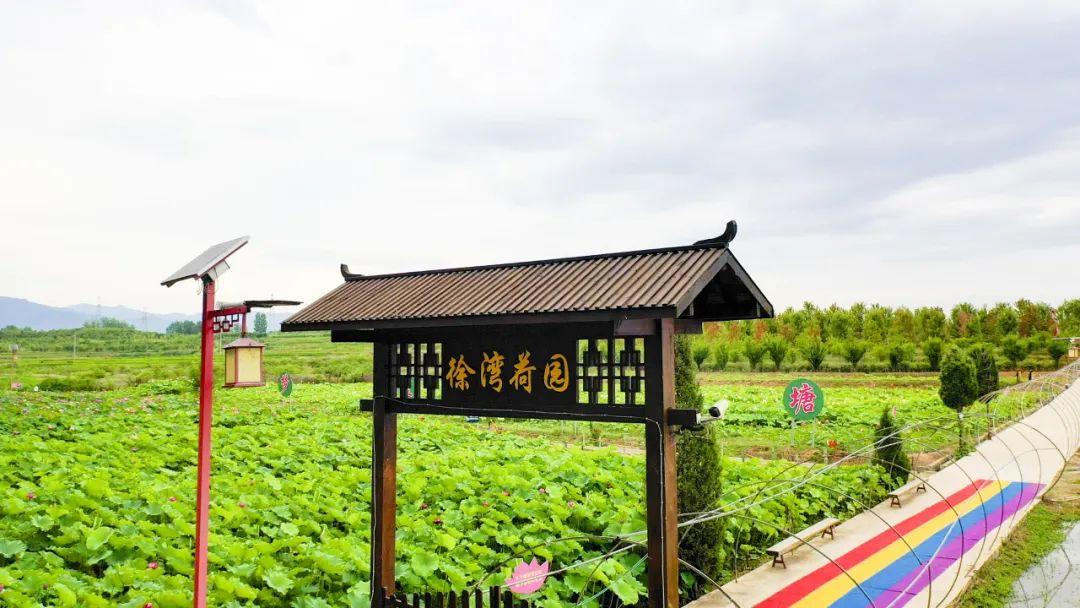 徐望镇举行第十届荷花观赏暨纳凉活动