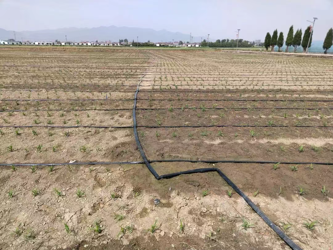 汉台:积极应对旱情 全力保障夏粮生产