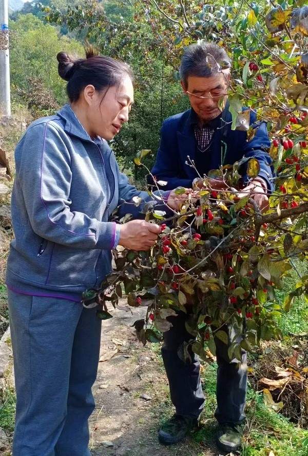 佛坪山茱萸的六十年
